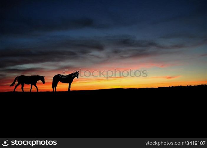 Horses walking in the sunset