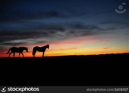 Horses walking in the sunset