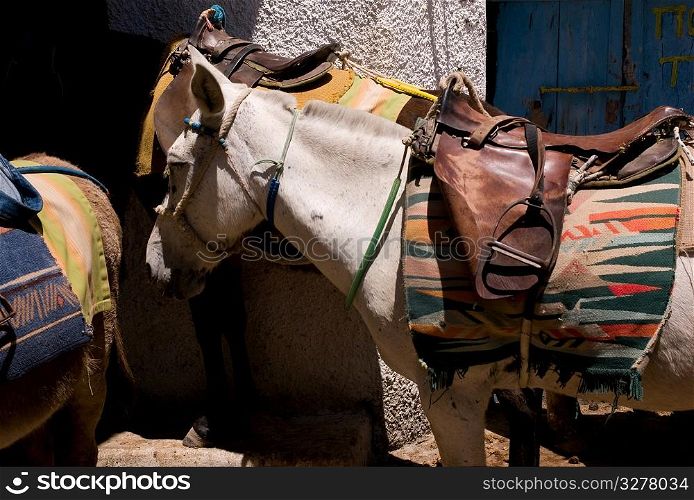 Horses with saddles in Santorini Greece
