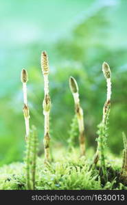 Horsetail