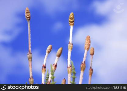 Horsetail