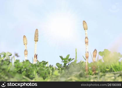 Horsetail