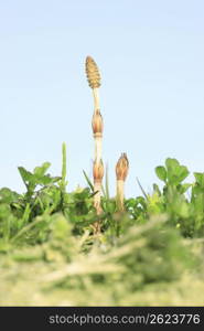 Horsetail