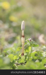 Horsetail