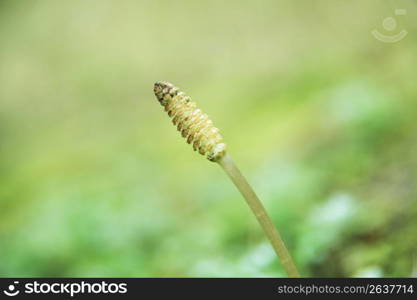 Horsetail