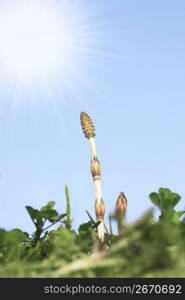 Horsetail