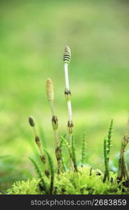 Horsetail