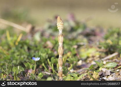 Horsetail