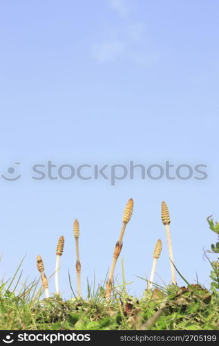 Horsetail