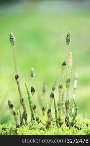 Horsetail