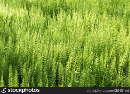 Horsetail.