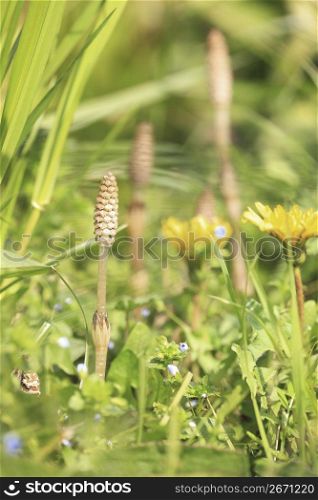 Horsetail and Dandelion