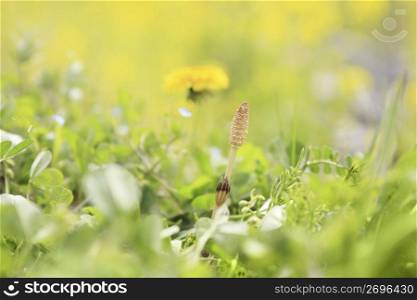 Horsetail and Dandelion