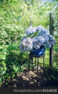 Hortensia flowers in a blue flowerpot on a garden terrace