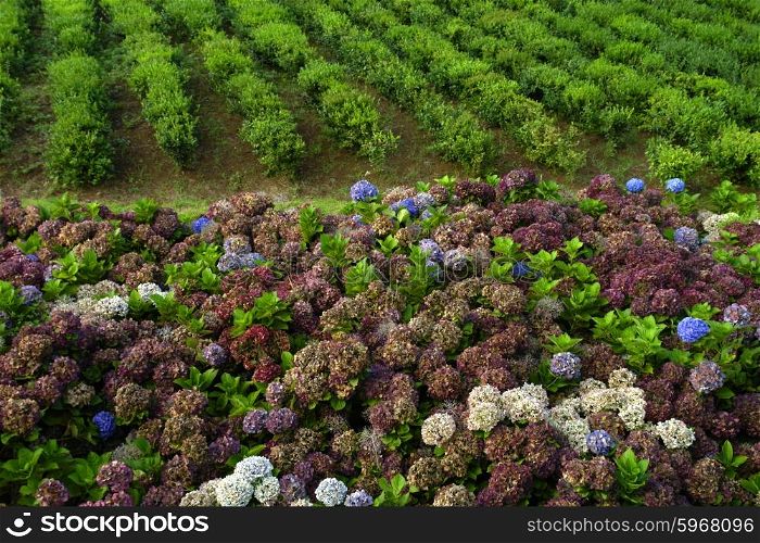 Hortensia typical flower of azores in a tea field