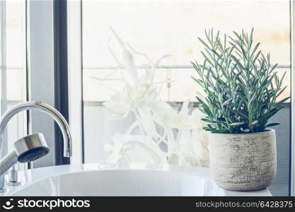 Hose plant succulent Senecio serpens or Blue Chalksticks in bathroom, close up. Kleinia mandraliscae
