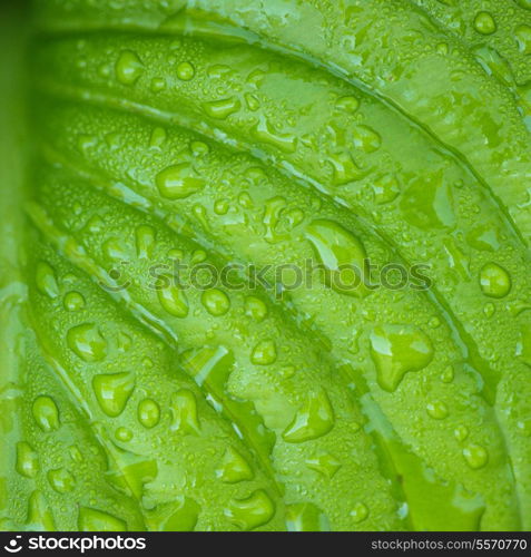 Hosta leaves as a figure green pattern with raindrops