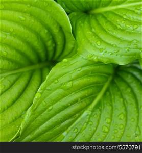 Hosta leaves as a figure green pattern with raindrops