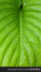 Hosta leaves as a figure green pattern with raindrops