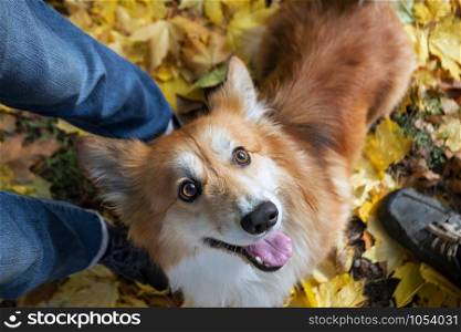 hosts and corgi on a walk. dog on the background of legs and foliage
