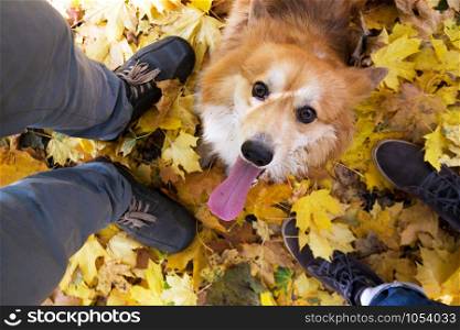 hosts and corgi on a walk. dog on the background of legs and foliage