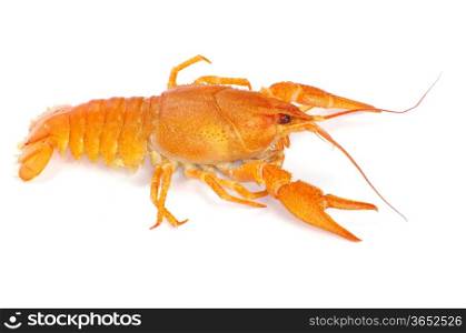 Hot boiled crayfish on white background