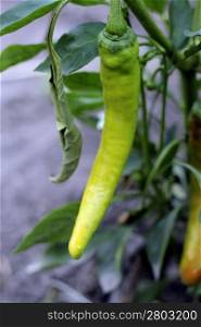 Hot green pepper growing. A new harvest
