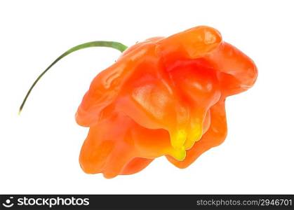 Hot pepper cultivar isolated on a white background