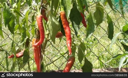 hot peppers.