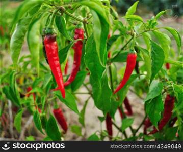 hot red pepper in the vegetable garden.