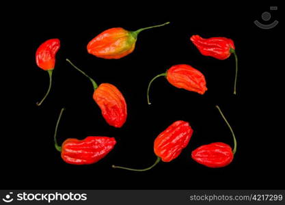 Hot, very very hot Naga morich chili.