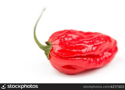 Hot, very very hot Naga morich chili.