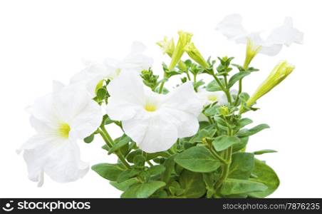 hothouse plant a petunia for landscape design isolated on a white background