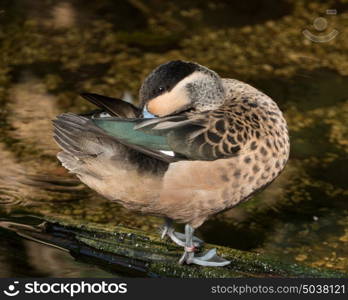 Hottentot Teal resting in the Tropical House at Slimbridge Bird Sanctuary