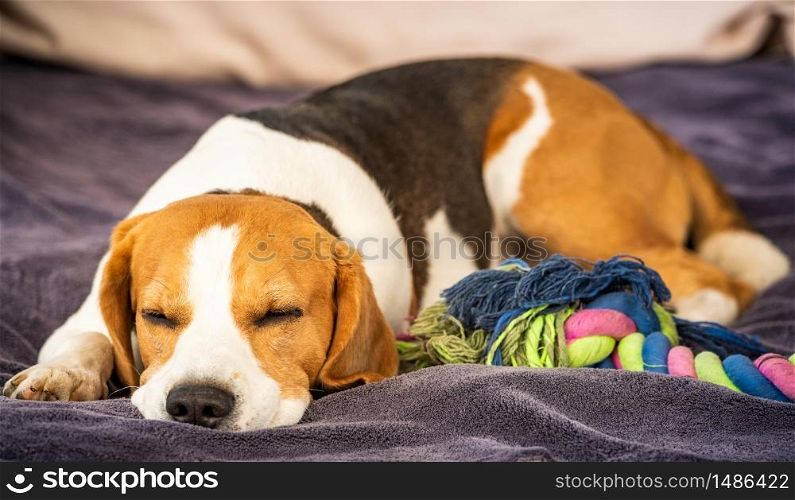 Hound Beagle dog sleeping outdoors on a garden sofa.. Hound Beagle dog sleeping outdoors on a garden sofa. Canine concept