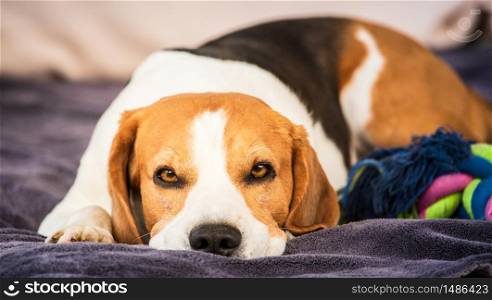 Hound Beagle dog sleeping outdoors on a garden sofa.. Hound Beagle dog sleeping outdoors on a garden sofa. Canine concept