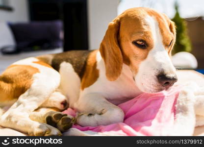 Hound Beagle dog sleeping outdoors on a garden sofa. Canine concept. Hound Beagle dog sleeping outdoors on a garden sofa