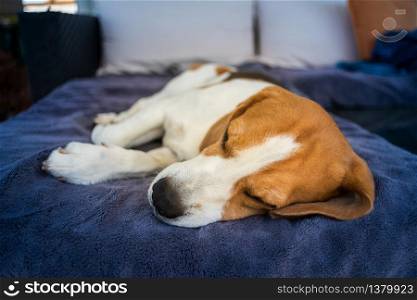 Hound Beagle dog sleeping outdoors on a garden sofa. Canine concept. Hound Beagle dog sleeping outdoors on a garden sofa