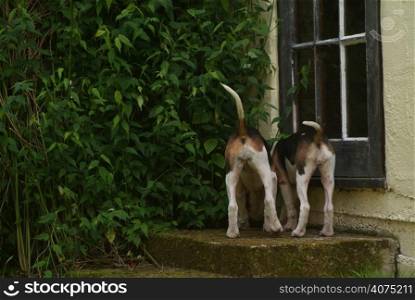 Hound puppies