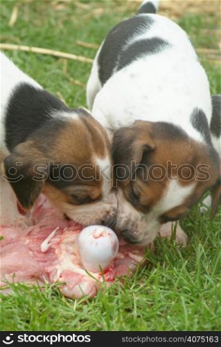 Hound puppies eating meat