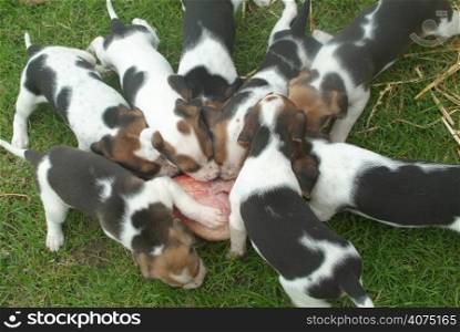 Hound puppies eating meat