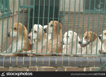 Hounds in a kennel
