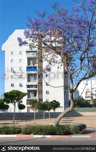 House and flowering trees in the city of Ashkelon, Israel