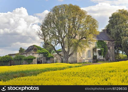 House and rape field landscape