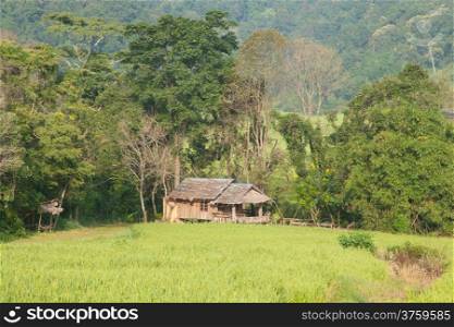 House and rice fields Arable farming in the mountain areas Houses and fields on the mountain.