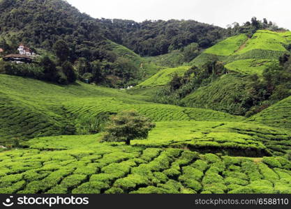 House and tree on the tea plantation in Malaysia