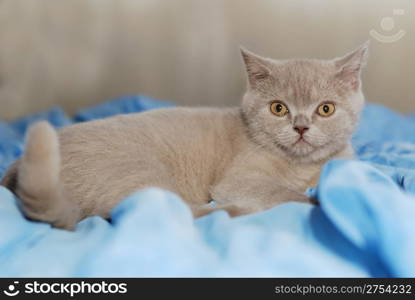 House cat of ashy color. British short-haired