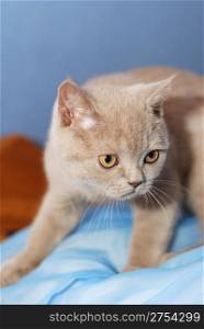 House cat of ashy color. British short-haired