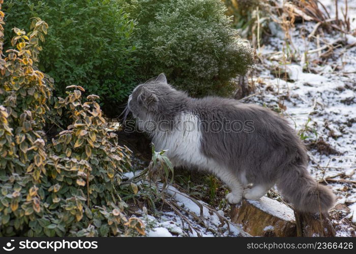 House cat walking outdoors in snow in winter. Portrait of kitten outdoors in winter on fluffy snow.