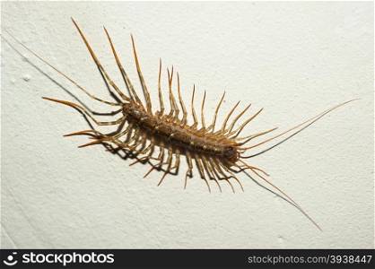 House centipede (Scutigera coleoptrata)